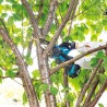 Piła łańcuchowa 18V 10cm 1x3Ah Makita DUC101SF01