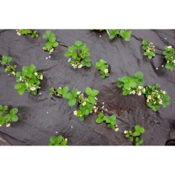 Agrotkanina antychwastowa Bradas AT9432100 PP UV 90gr 100x3,2m czarna