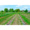 Agrotkanina PP 3,2 x 100m czarna UV 70g/m2 Bradas
