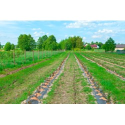 Agrotkanina PP czarna UV 70gr (100x1,1)