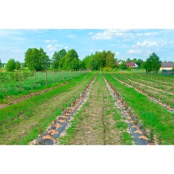 Agrotkanina antychwastowa Bradas AT7016100 PP 70g 100x1,6 m czarna