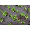 Agrotkanina antychwastowa Bradas AT7016100 PP 70g 100x1,6 m czarna