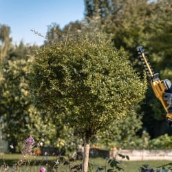 Akumulatorowe nożyce do krzewów DeWALT DCMHT520N-XJ 18V 20cm XR BODY