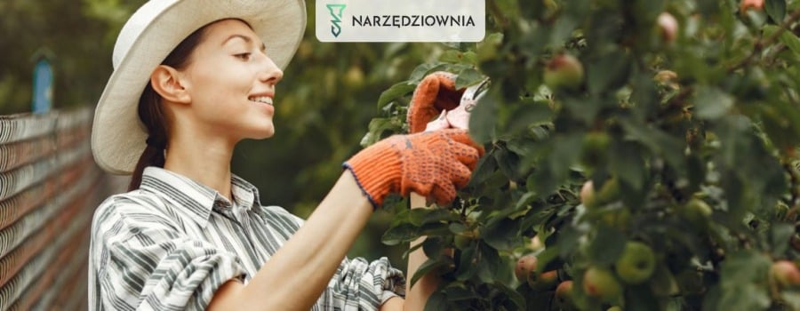 Kiedy i jak przycinać drzewa owocowe jesienią?